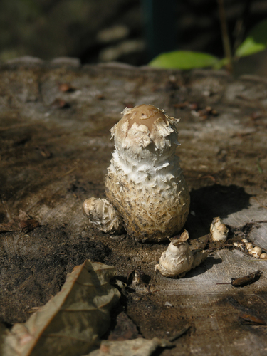 Destructive Pholiota (Hemipholiota populnea)