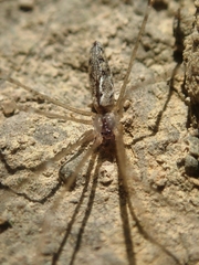 Holocnemus hispanicus