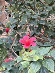 Hibiscus rosa-sinensis