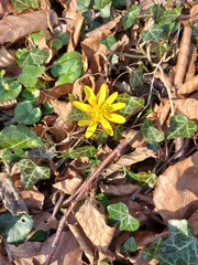 Ficaria verna