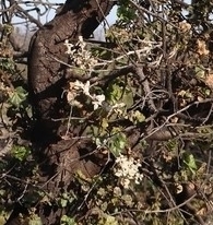 Cystotheca lanestris