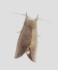 Hemiceratinae