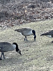 Branta canadensis