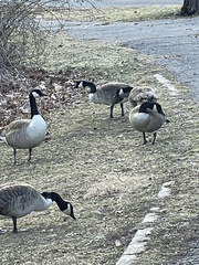 Branta canadensis