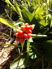 Haemanthus