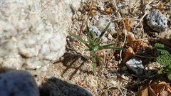 Cryptantha maritima maritima