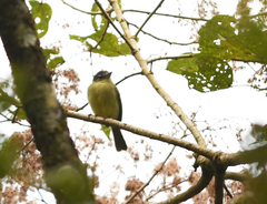 Myiopagis gaimardii
