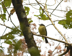 Myiopagis gaimardii