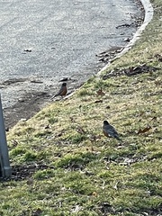 Turdus migratorius