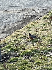 Turdus migratorius