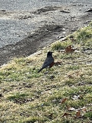 Turdus migratorius