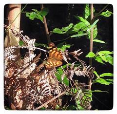 Heteronympha solandri