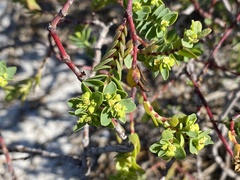 Euphorbia mesembryanthemifolia image