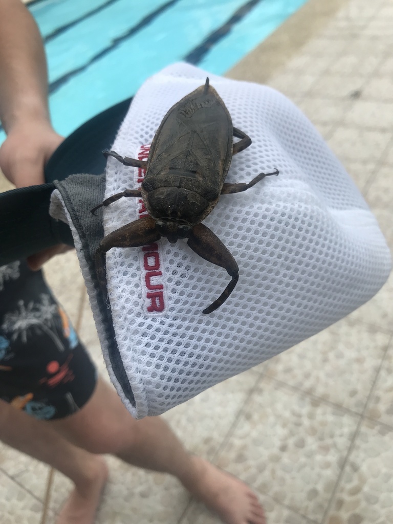 Lethocerus camposi