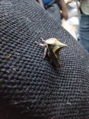 Umbonia crassicornis