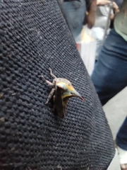 Umbonia crassicornis