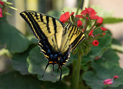 Papilio multicaudata
