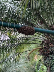 Arecaceae