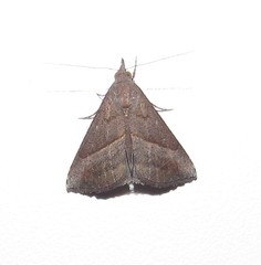 Hypena degesalis