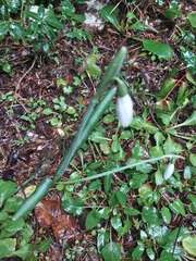 Galanthus reginae-olgae