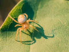 Araniella