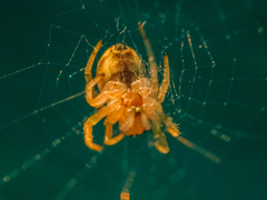 Araniella