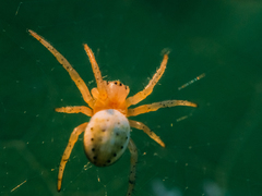 Araniella