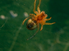 Araniella