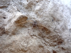 Dasylobus