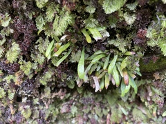 Notogrammitis patagonica