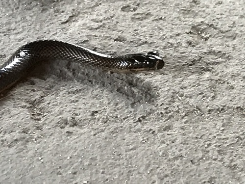 Photo of a Bangweulu Water Snake (Limnophis bangweolicus)