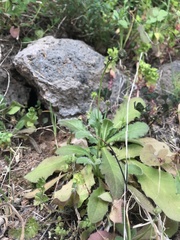 Hypochaeris achyrophorus