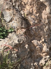 Andropogon distachyos