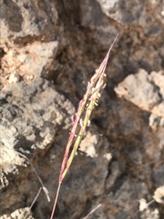 Andropogon distachyos