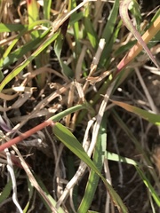 Andropogon distachyos