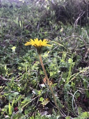 Hyoseris radiata