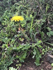 Hyoseris radiata