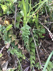 Hyoseris radiata