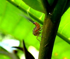 Nogodinidae