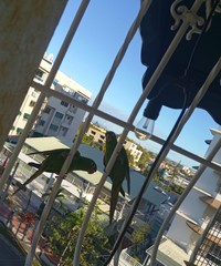 Psittacara chloropterus