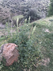 Reseda alba