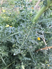 Reseda alba