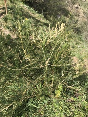 Asparagus albus