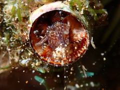 Thylacodes variabilis