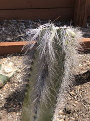 Lophocereus
