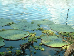 Victoria amazonica