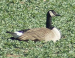 Branta canadensis