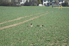 Branta canadensis