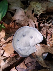 Phellodon niger alboniger