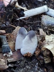 Phellodon niger alboniger